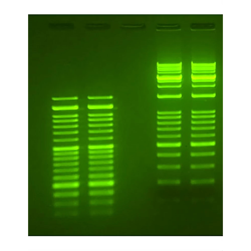 Apex Bioresearch Products 20-278 Apex Safe DNA Gel Stain, 20,000x, In Water, 1.0ml/Unit secondary image